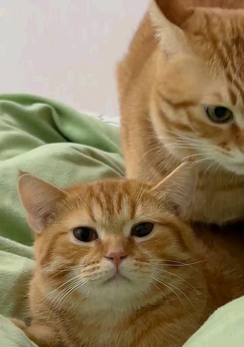 猫咪的神奇力量|解压神器提升幸福感(图2) 猫咪的神奇力量|解压神器提升幸福感(图2)