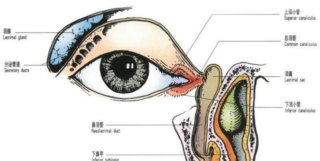 眼屎的成因与作用全攻略|眼部健康必读(图3) 眼屎的成因与作用全攻略|眼部健康必读(图3)