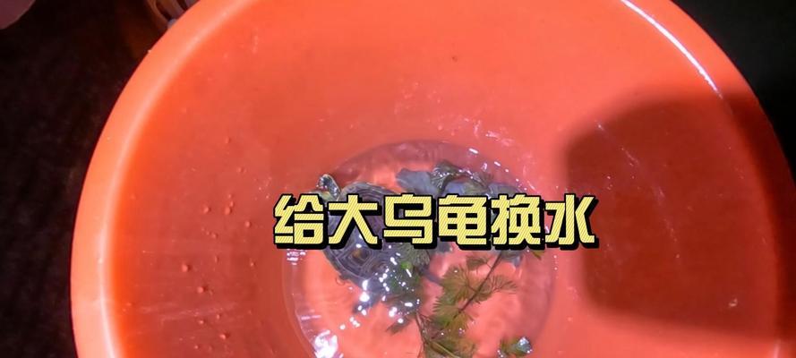 乌龟水质管理全攻略｜影响健康的关键因素