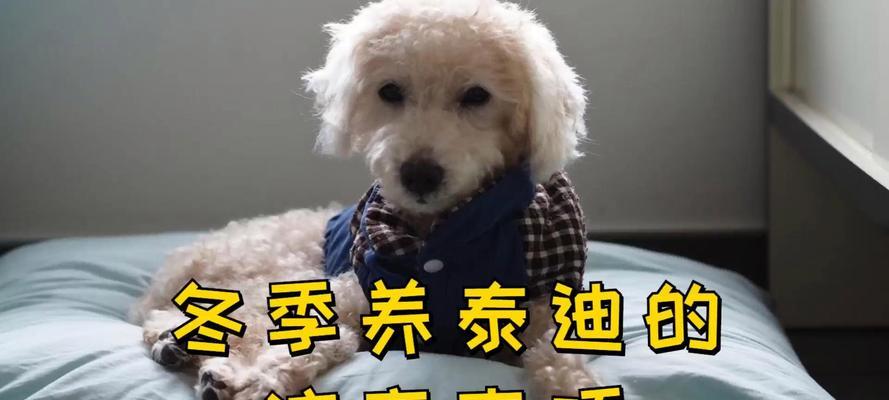 泰迪配窝全攻略｜选择合适窝的关键要点(图2)