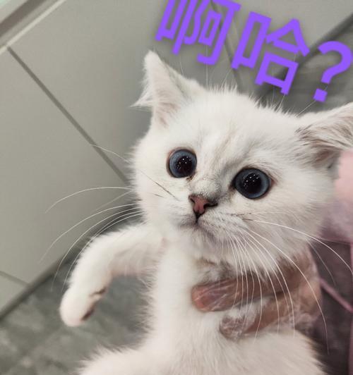 白鼻子猫的预兆全攻略｜解读猫咪神秘信号(图2)