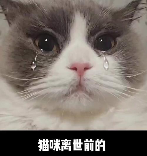 白鼻子猫的预兆全攻略｜解读猫咪神秘信号