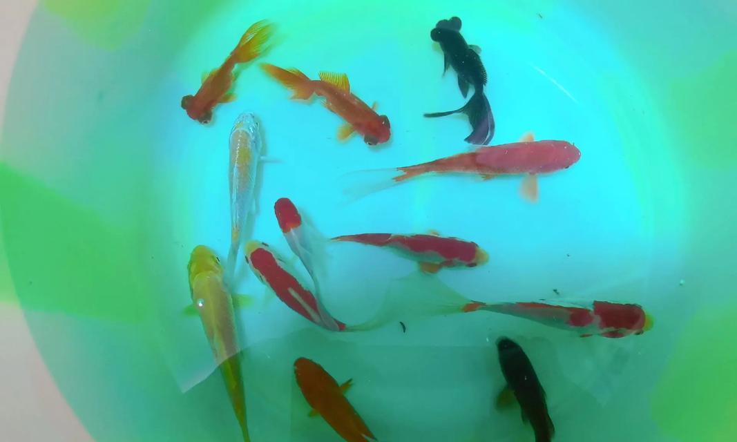 小金鱼食物喜好与营养需求｜宠物饲养实用指南(图3)