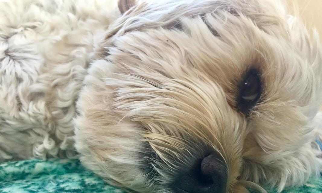 治疗皮肤病的狗该吃什么药｜实用指南(图1)