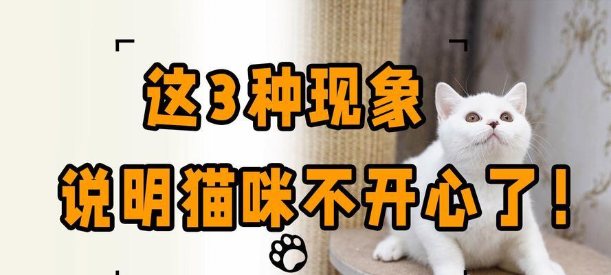 白鼻子猫的预兆全攻略｜解读猫咪神秘信号(图3)
