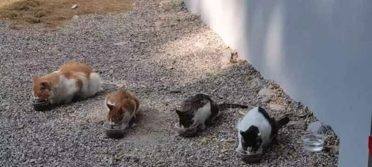 猫咪的神奇力量|解压神器提升幸福感(图3) 猫咪的神奇力量|解压神器提升幸福感(图3)