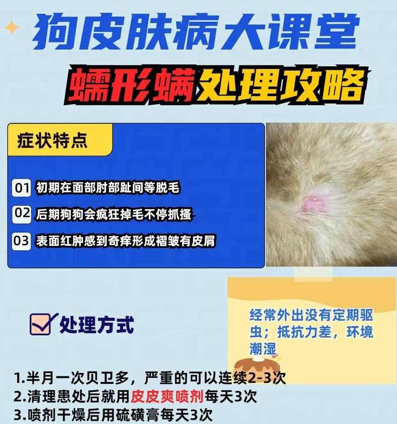 治疗皮肤病的狗该吃什么药｜实用指南(图2)