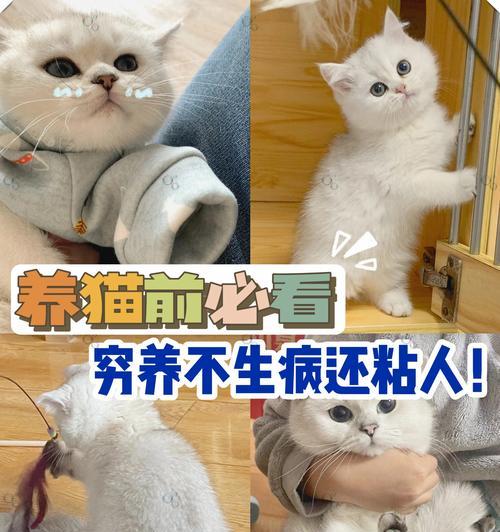 猫咪的神奇力量｜解压神器提升幸福感