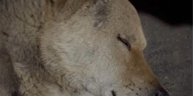 狗呜呜呜的含义全攻略|读懂狗狗情感表达(图3) 狗呜呜呜的含义全攻略|读懂狗狗情感表达(图3)