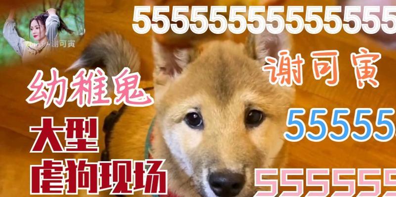 狗呜呜呜的含义全攻略｜读懂狗狗情感表达