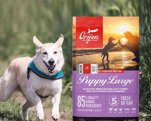 杜宾幼犬狗粮选择指南|营养需求与喂养技巧全攻略(图2) 杜宾幼犬狗粮选择指南|营养需求与喂养技巧全攻略(图2)