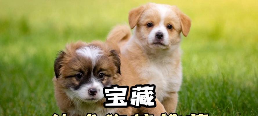 杜宾幼犬狗粮选择指南|营养需求与喂养技巧全攻略(图3) 杜宾幼犬狗粮选择指南|营养需求与喂养技巧全攻略(图3)