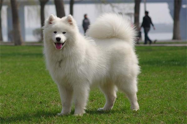 萨摩耶和银狐犬的区别｜狗狗品种识别全攻略(图1)