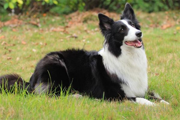 如何与边境牧羊犬建立良好的关系? 如何与边境牧羊犬建立良好关系|实用指南(图2)