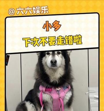 阿拉斯加幼犬喂养指南|科学饮食助其健康成长(图2) 阿拉斯加幼犬喂养指南|科学饮食助其健康成长(图2)