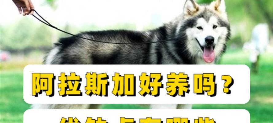 阿拉斯加幼犬喂养指南|科学饮食助其健康成长(图3) 阿拉斯加幼犬喂养指南|科学饮食助其健康成长(图3)