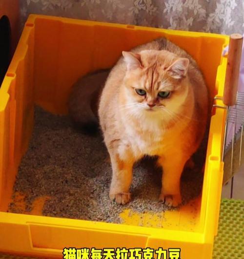 猫拉屎特别臭的原因及解决方法｜养猫必备指南(图3)