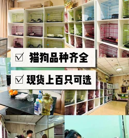 宠物起名技巧|实用指南助你挑选独特好听名字(图3) 宠物起名技巧|实用指南助你挑选独特好听名字(图3)