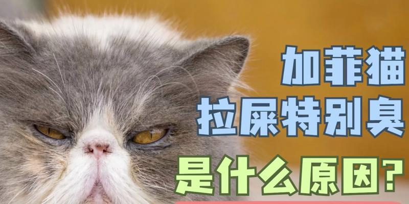 猫拉屎特别臭的原因及解决方法｜养猫必备指南(图2)