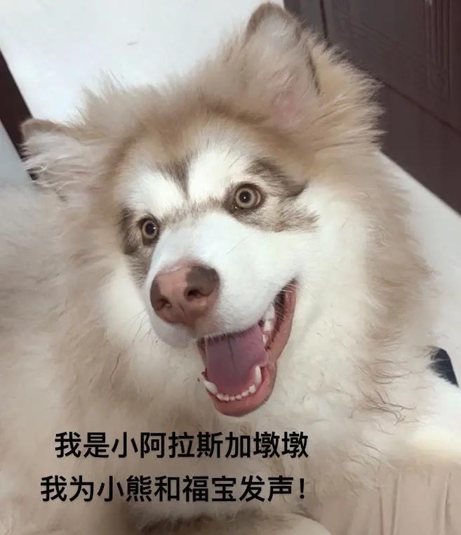 阿拉斯加幼犬喂养指南｜科学饮食助其健康成长