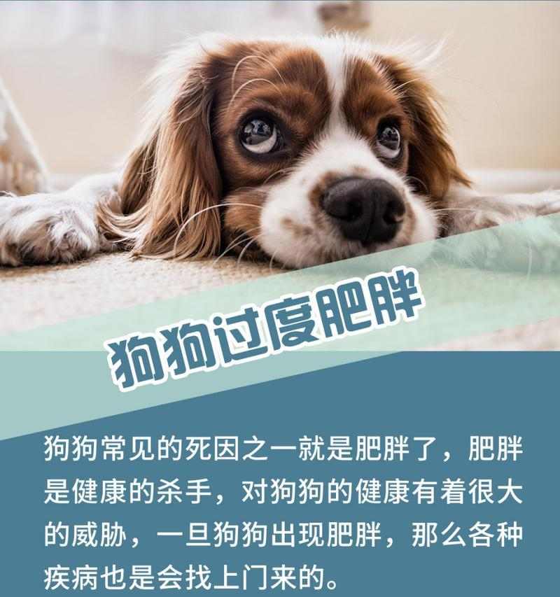 狗肥胖的原因及预防方法｜实用指南(图1)
