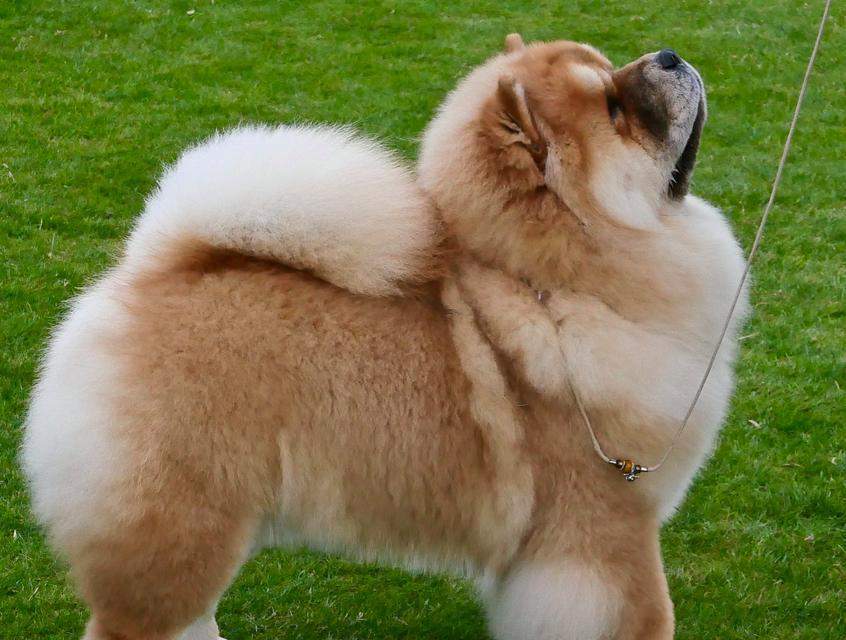 狗肥胖的原因及预防方法｜实用指南(图2)