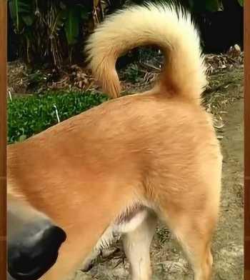 狗让尾的意义与作用|人犬情感交流核心技巧(图3) 狗让尾的意义与作用|人犬情感交流核心技巧(图3)