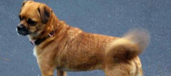 狗让尾的意义与作用|人犬情感交流核心技巧(图2) 狗让尾的意义与作用|人犬情感交流核心技巧(图2)