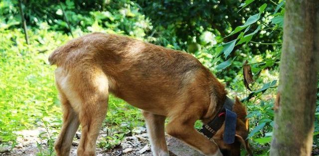 狗让尾的意义与作用｜人犬情感交流核心技巧