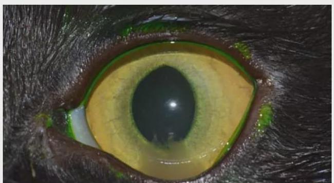 猫猫弓虫病预防与治疗全攻略|守护爱宠健康(图2) 猫猫弓虫病预防与治疗全攻略|守护爱宠健康(图2)