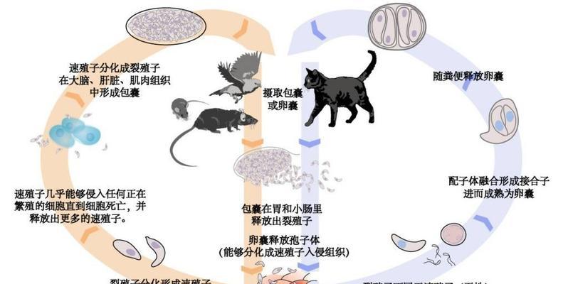 猫猫弓虫病预防与治疗全攻略|守护爱宠健康(图3) 猫猫弓虫病预防与治疗全攻略|守护爱宠健康(图3)