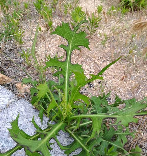 垂耳兔草料选择全攻略|优质牧草与喂养技巧(图2) 垂耳兔草料选择全攻略|优质牧草与喂养技巧(图2)