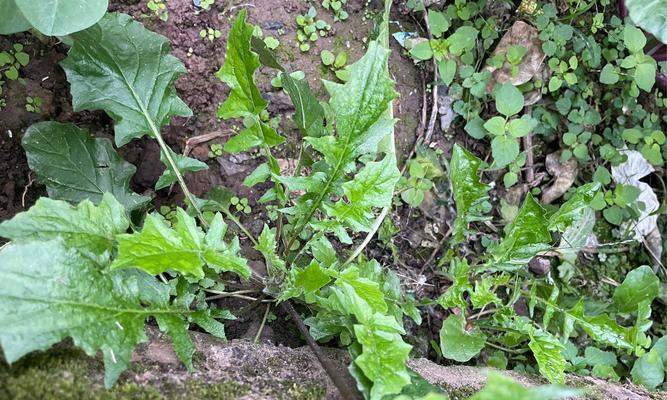 垂耳兔草料选择全攻略|优质牧草与喂养技巧(图3) 垂耳兔草料选择全攻略|优质牧草与喂养技巧(图3)