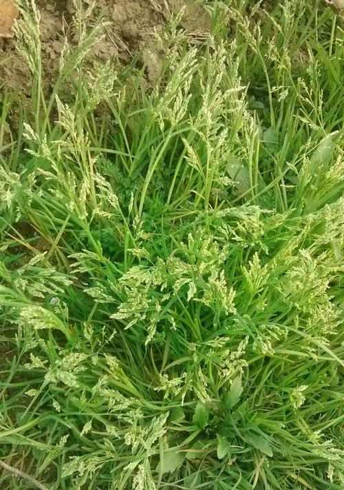 垂耳兔草料选择全攻略｜优质牧草与喂养技巧