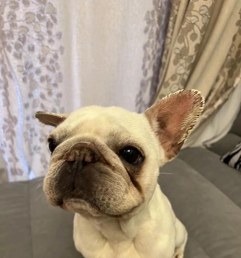 法国牛的特点及饲养要点|科学养殖全攻略(图2) 法国牛的特点及饲养要点|科学养殖全攻略(图2)