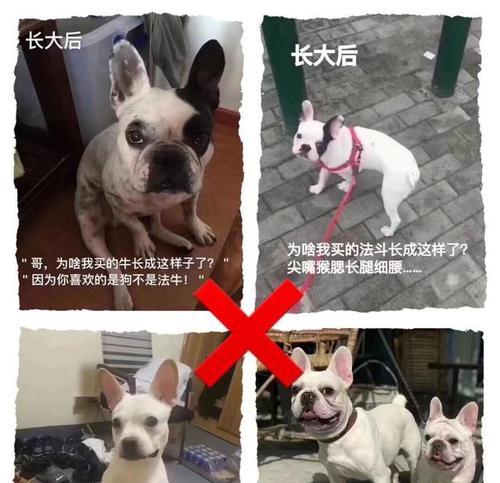 法国牛的特点及饲养要点|科学养殖全攻略(图3) 法国牛的特点及饲养要点|科学养殖全攻略(图3)