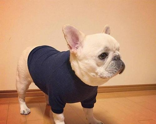 法国牛的特点及饲养要点｜科学养殖全攻略