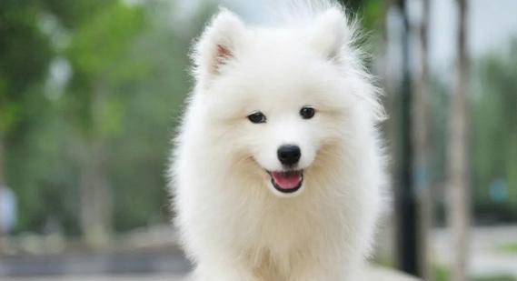 女孩养什么狗最合适｜选择适合的狗品种全攻略(图2)