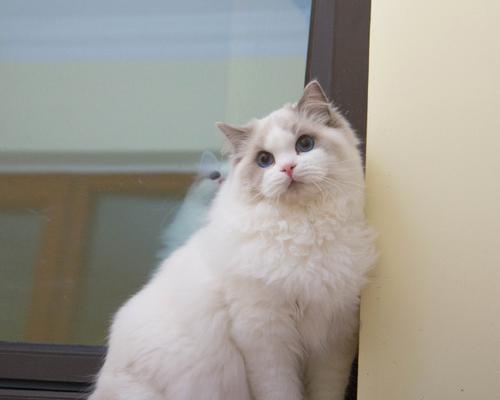 小型宠物狗选择与养护指南|家庭伴侣犬全攻略(图2) 小型宠物狗选择与养护指南|家庭伴侣犬全攻略(图2)