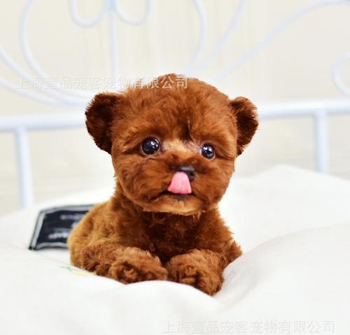 小型宠物狗选择与养护指南｜家庭伴侣犬全攻略