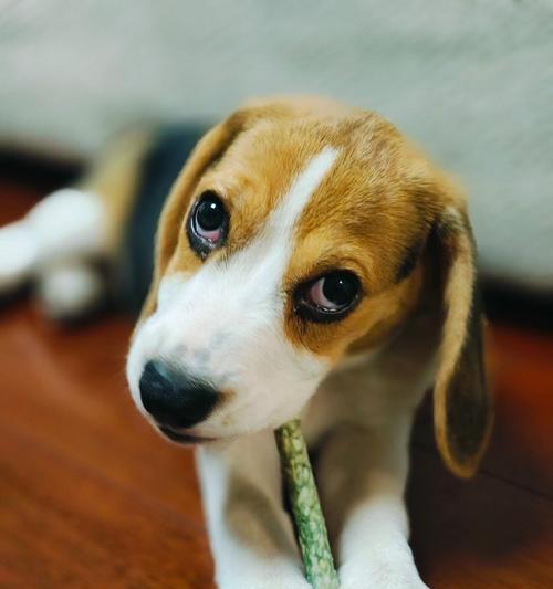 小型宠物狗选择与养护指南|家庭伴侣犬全攻略(图3) 小型宠物狗选择与养护指南|家庭伴侣犬全攻略(图3)