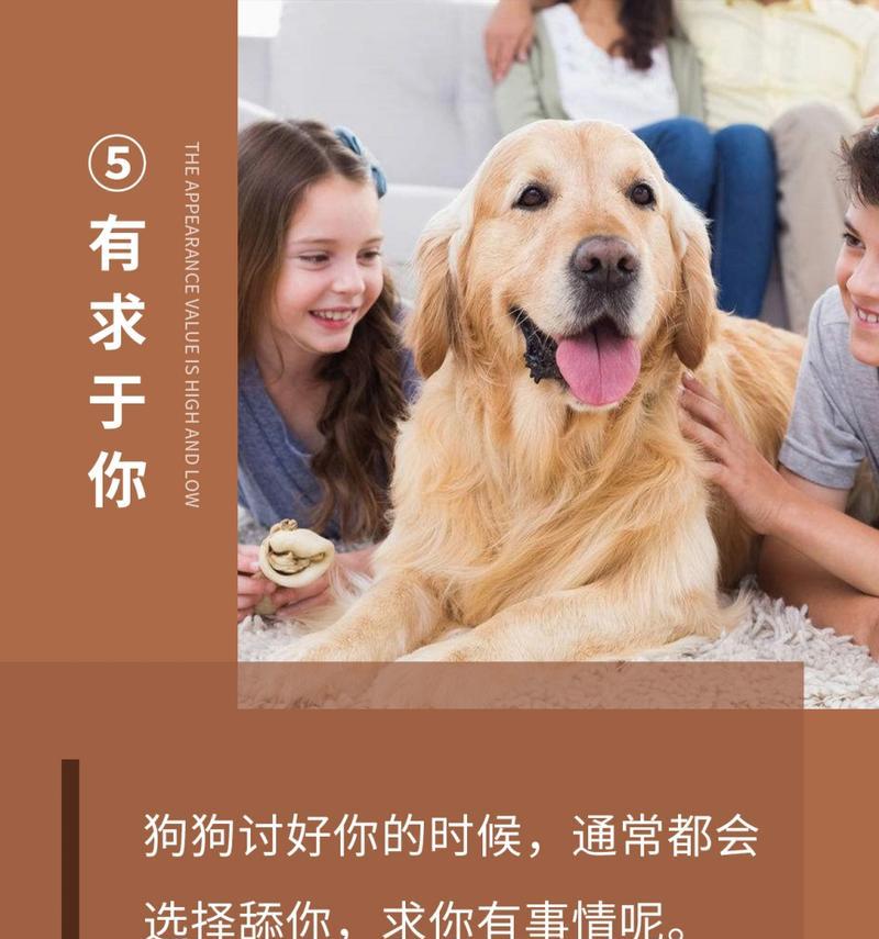 狗狗舔主人的原因与意义|实用指南(图1) 狗狗舔主人的原因与意义|实用指南(图1)