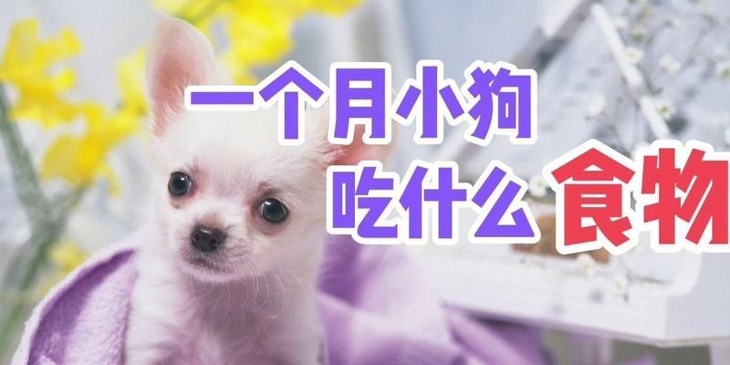 小狗受伤该吃什么药｜实用指南全攻略(图3)