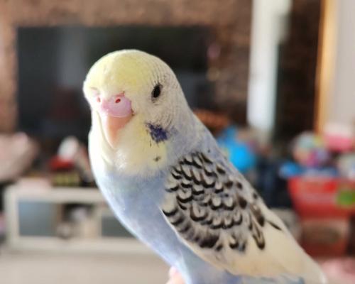 如何挑选外观出众的虎皮鹦鹉|实用指南(图3) 如何挑选外观出众的虎皮鹦鹉|实用指南(图3)