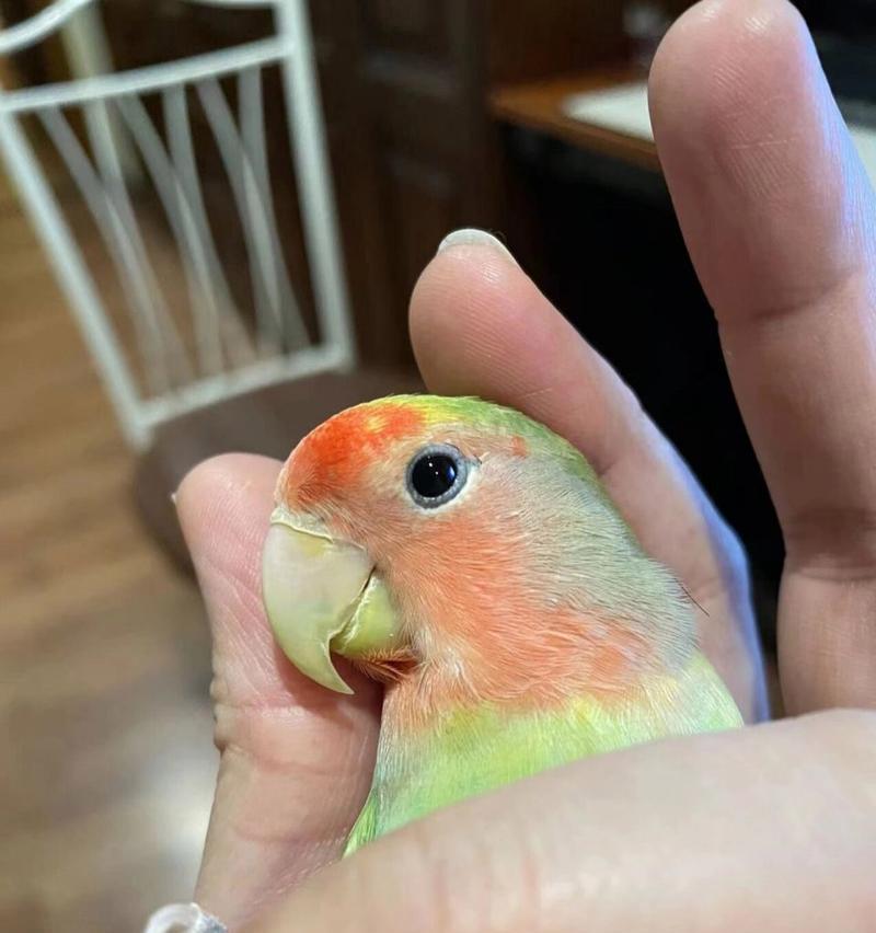 如何挑选外观出众的虎皮鹦鹉|实用指南(图1) 如何挑选外观出众的虎皮鹦鹉|实用指南(图1)