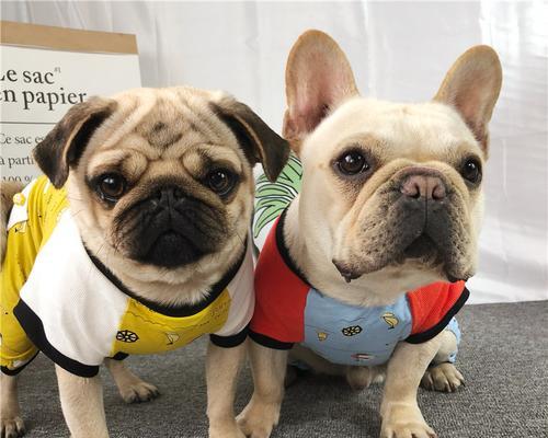 博美疫苗选择指南|宠物健康守护核心技巧(图3) 博美疫苗选择指南|宠物健康守护核心技巧(图3)