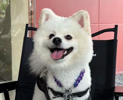 博美疫苗选择指南|宠物健康守护核心技巧(图2) 博美疫苗选择指南|宠物健康守护核心技巧(图2)