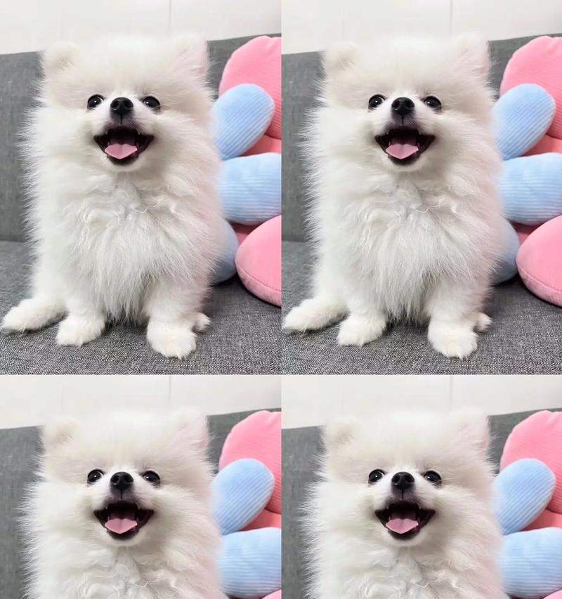 博美疫苗选择指南|宠物健康守护核心技巧(图1) 博美疫苗选择指南|宠物健康守护核心技巧(图1)