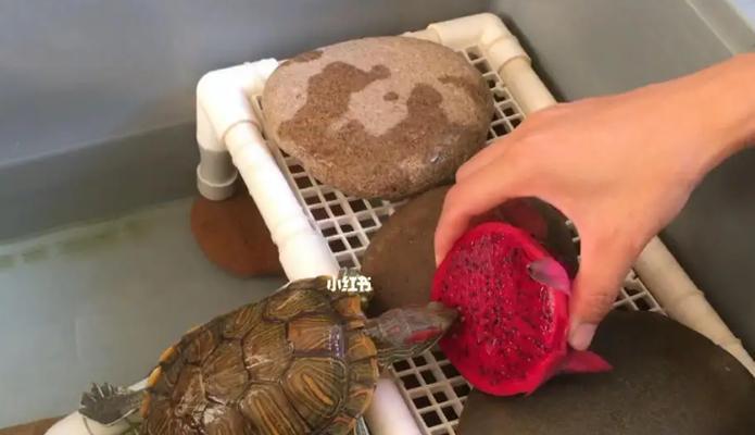 小乌龟饮食搭配与喂养建议|宠物养护核心技巧(图2) 小乌龟饮食搭配与喂养建议|宠物养护核心技巧(图2)