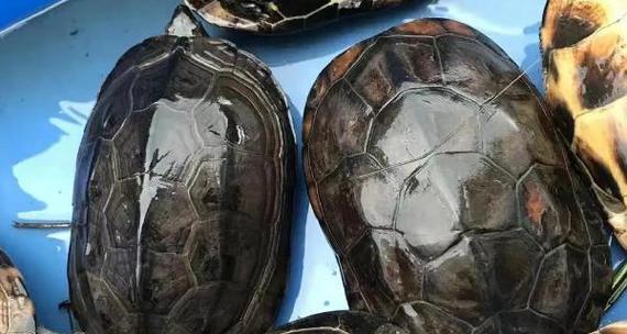 小乌龟饮食搭配与喂养建议|宠物养护核心技巧(图3) 小乌龟饮食搭配与喂养建议|宠物养护核心技巧(图3)